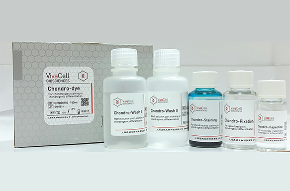间充质干细胞软骨分化染色试剂盒